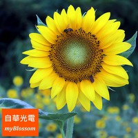 自華光電®產品目錄 G3 myBlossom® Product Catalogues G3
